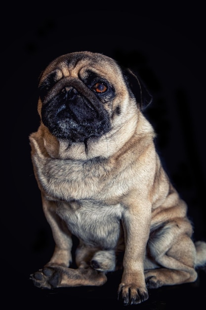 黒に分離されたパグ犬