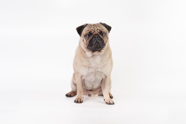 Pug dog isolated on a light background