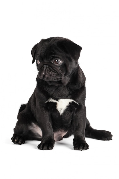 Pug dog isolated on a white background