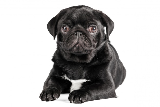 Pug dog isolated on a white background