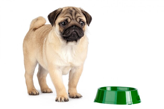 Pug dog isolated on a white background