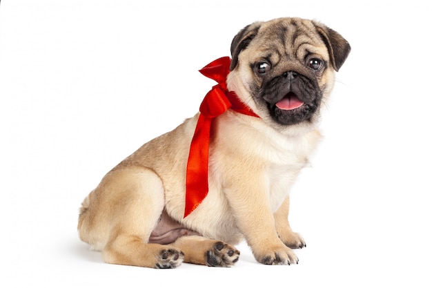 Pug dog isolated on a white background