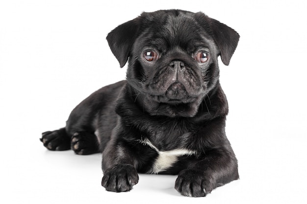 Pug dog isolated on a white background