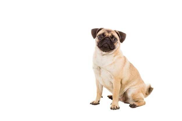 Pug dog isolated on white background