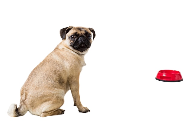 Pug dog isolated on white background