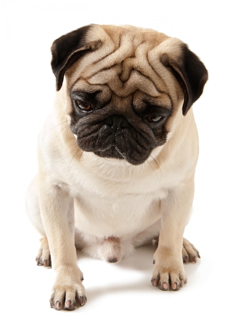 Pug dog isolated on a white background