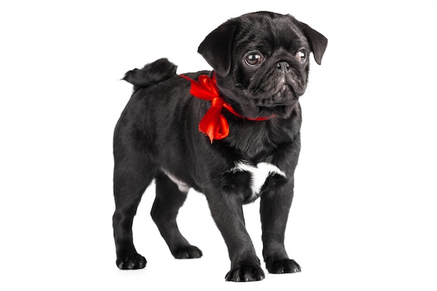 Pug dog isolated on a white 