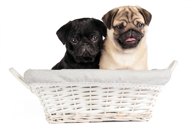 Pug dog isolated on a white 