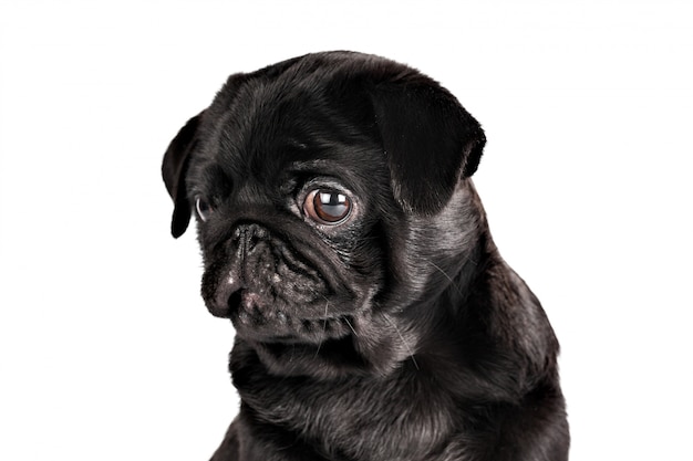 Pug dog isolated