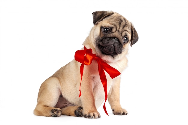 Photo pug dog isolated