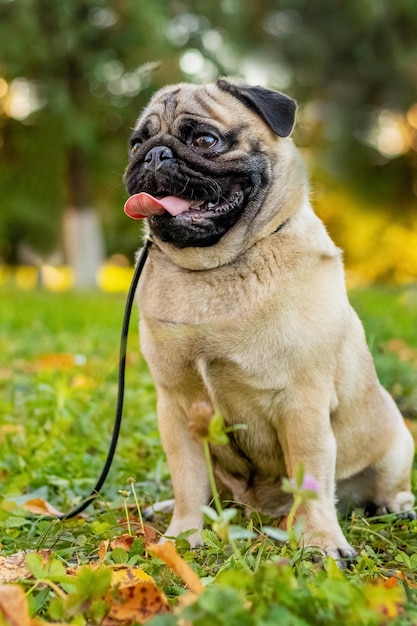 Un cane carlino al guinzaglio si siede nel parco sull'erba in autunno