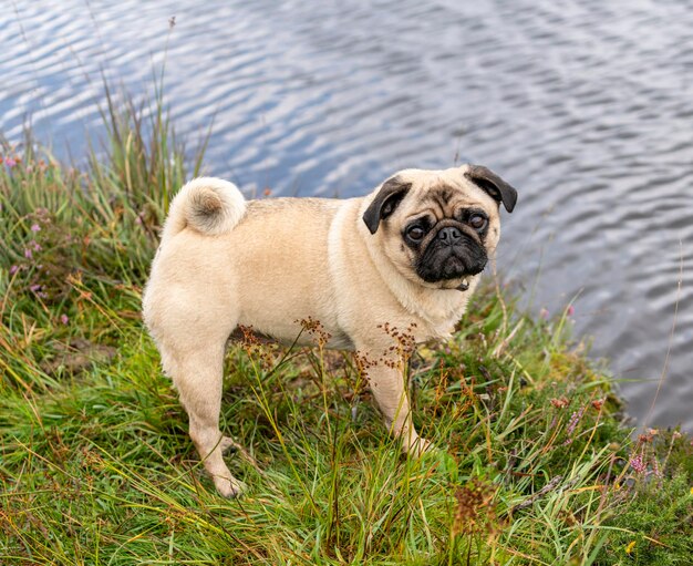 Pug dog looking curious