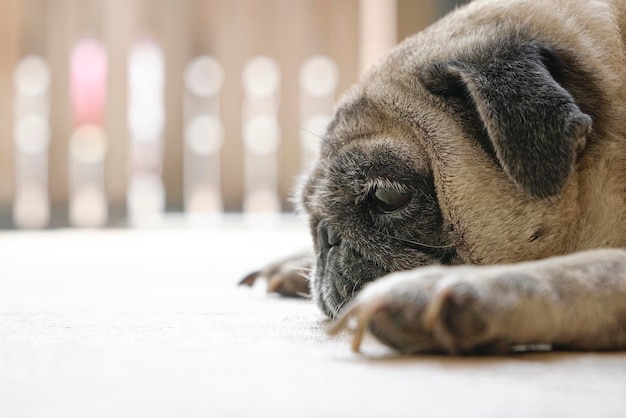 Pug dog lying on floor Side view Closeup