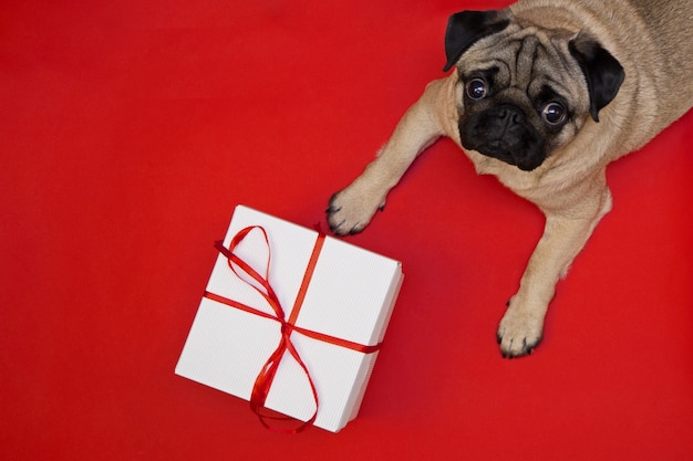 Foto cane del pug sdraiato su sfondo rosso con scatola bianca celebrazione con nastro rosso. regalo e congratulazioni per gli animali domestici.