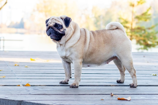 Pug dog in the park near the lake on a wooden platform in sunny weather