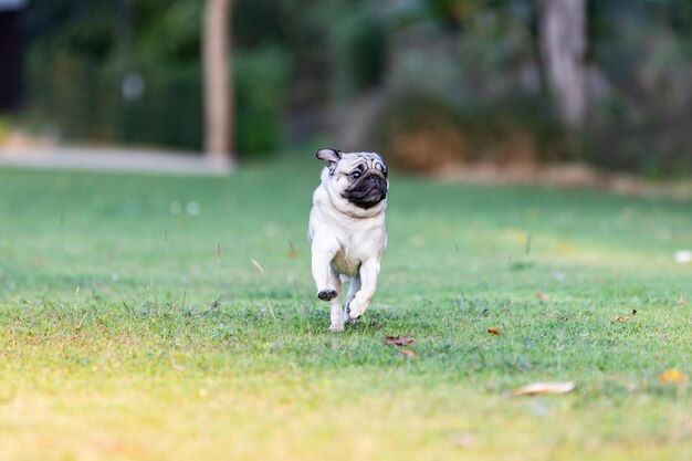 Photo pug dog running on green grass with happiness and having funhealthy dog running in parkdog activities concept