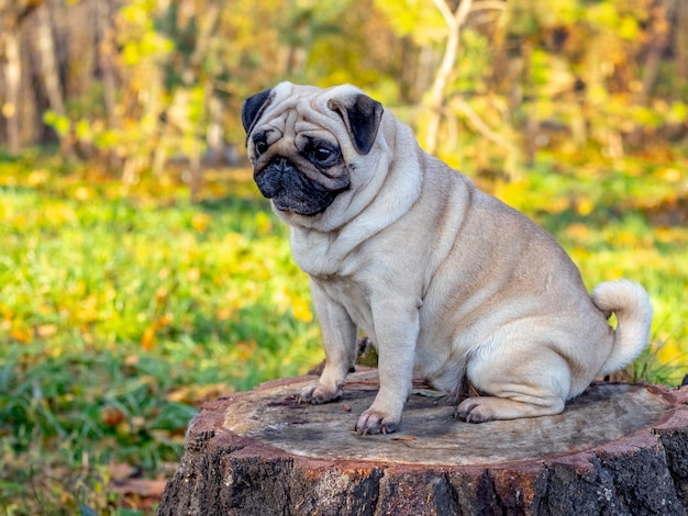 A pug dog sits on a stump in an autumn park