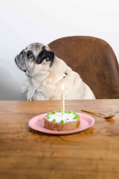 Foto un carlino si siede a un tavolo con sopra una torta e una candela sul tavolo