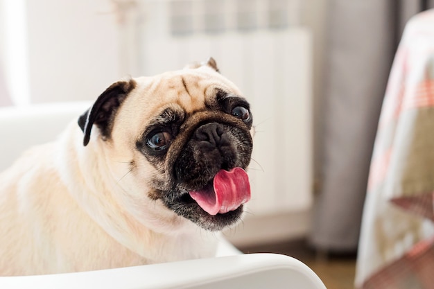 Pug dog sitting on a chair and yawning