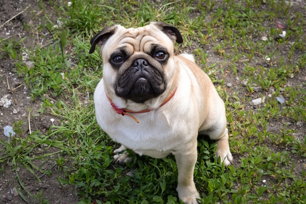 Pug dog sitting on the ground