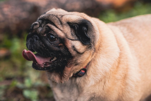 Pug dog with an open mouth and his tongue sticking out and sitting in the grass of the forest on a sunny day