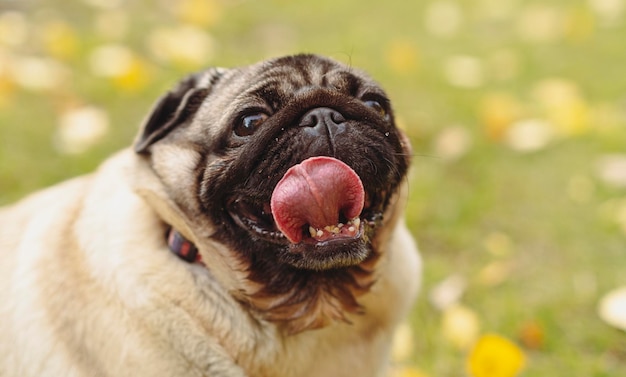 晴れた日に公園の芝生に座って、口を開けて舌を突き出しているパグ犬