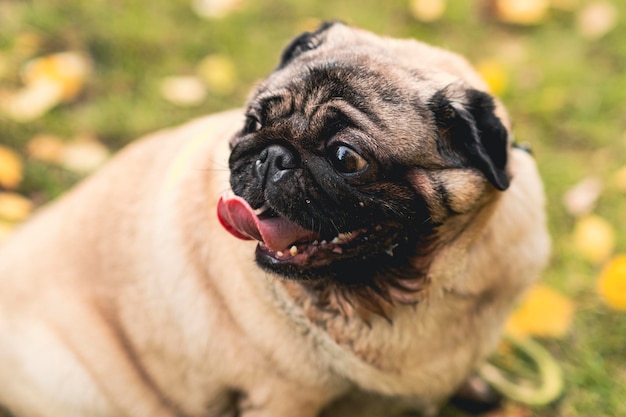 Pug dog with an open mouth and his tongue sticking outand sitting in the grass of the park on a sunny day