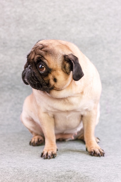 Pug dog with sad big eyes sits