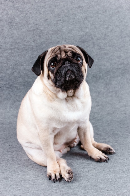 Pug dog with sad big eyes sits