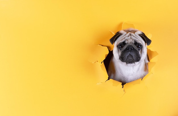 Pug dog in a yellow paper hole