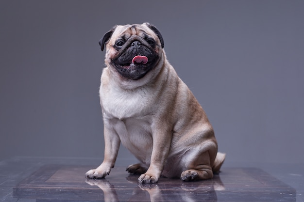 Photo pug dog