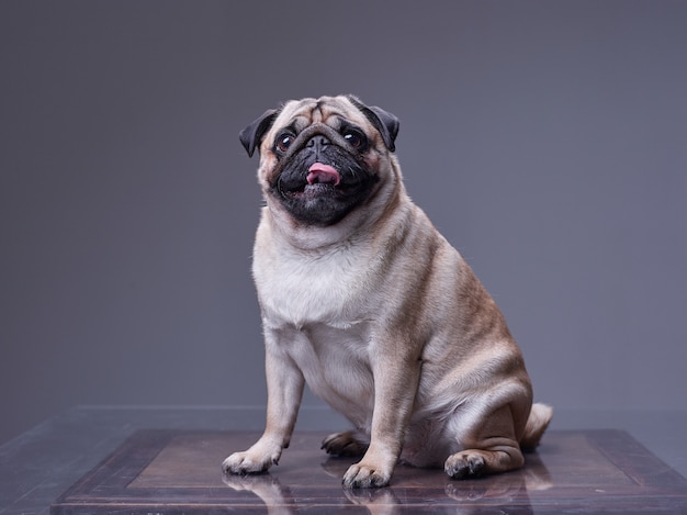 Photo pug dog