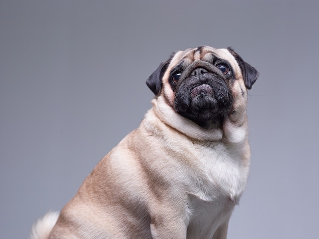 Pug dog