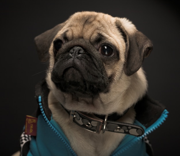 Pug dragen blauwe jas