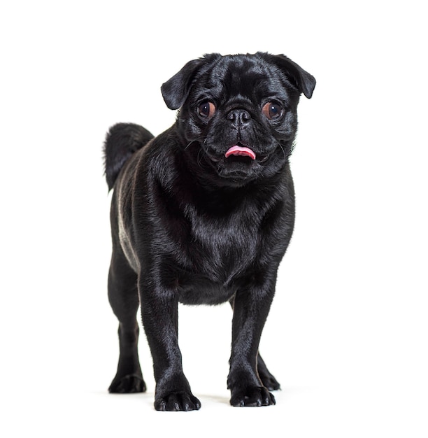 Pug in front isolated on white