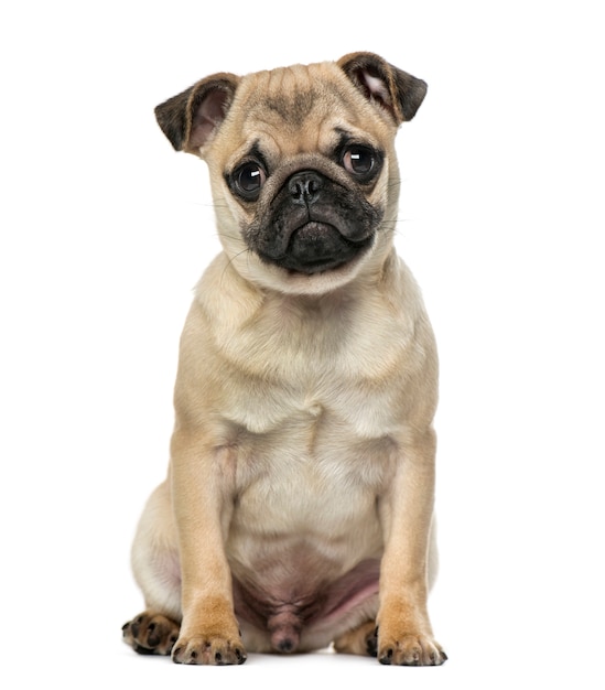 Pug in front of a white wall