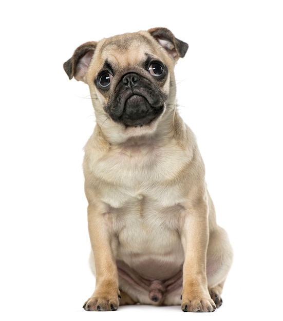 Pug in front of a white wall