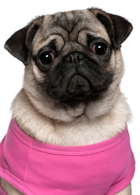 Foto pug gekleed in roze, 7 maanden oud, voor witte muur