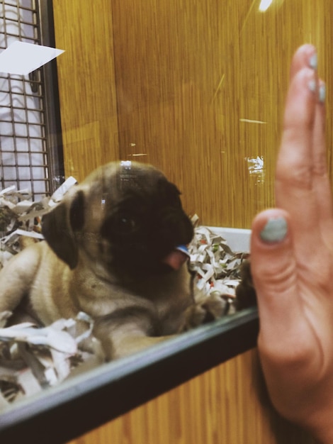 Pug in glass cage