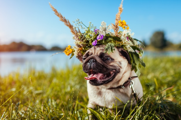 Pug hond die bloemkroon draagt door rivier