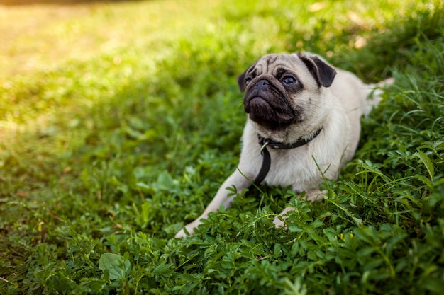 Pug hond die op groen gras ligt