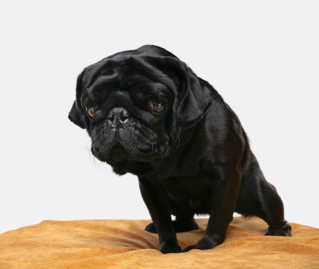 Pug hond geïsoleerd op beige stoel