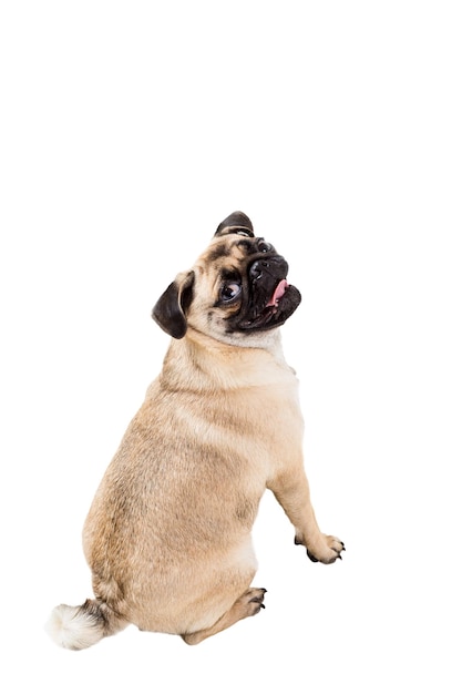 Pug hond geïsoleerd op witte achtergrond