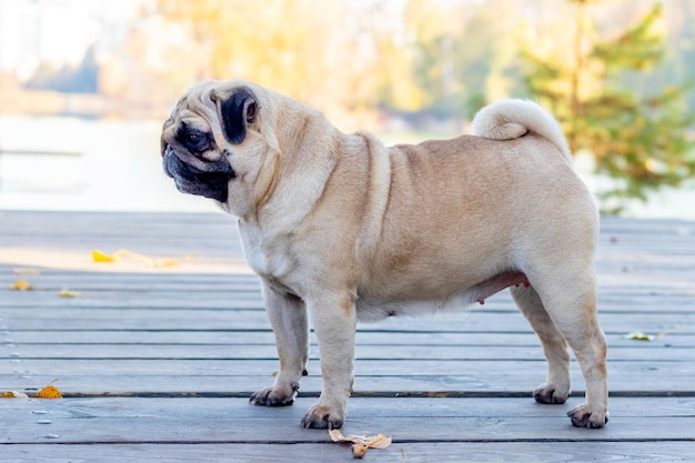 Pug hond in het park bij het meer op een houten platform bij zonnig weer