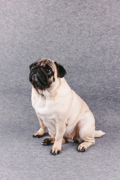 Pug hond met droevige grote ogen zit op een grijze kamer en kijkt omhoog