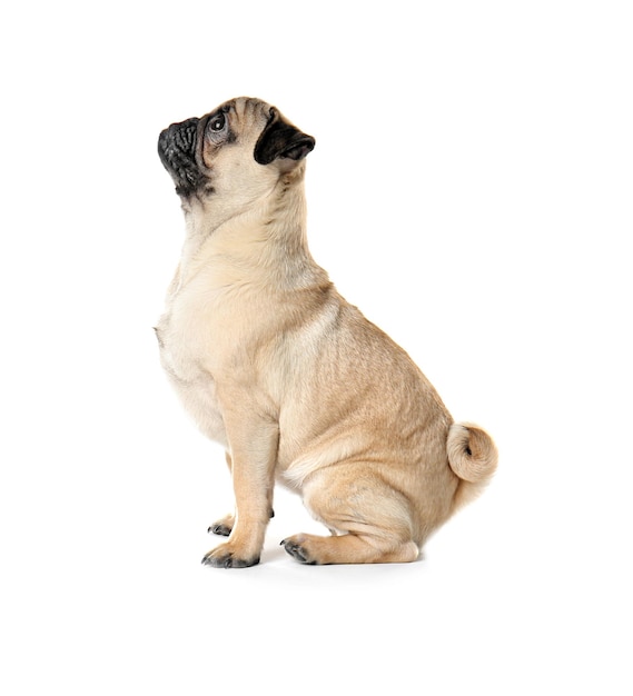 Pug hond op witte achtergrond