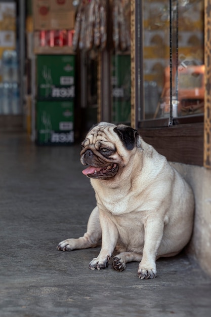 The pug is a breed of dog with physically distinctive features of a wrinkly short muzzled face and c...