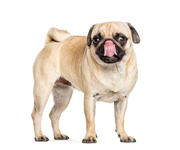 Pug licking himself, isolated on white