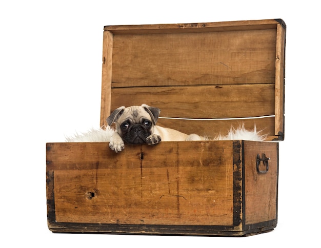 Pug liggend in een houten kist, geïsoleerd op wit