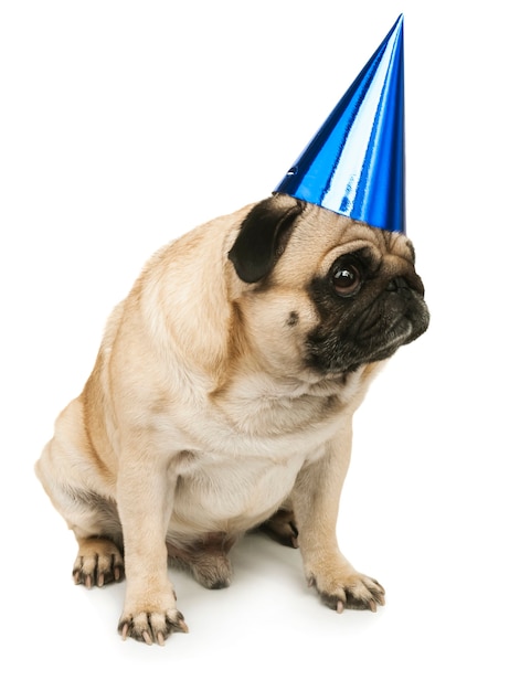 Pug met feestmuts